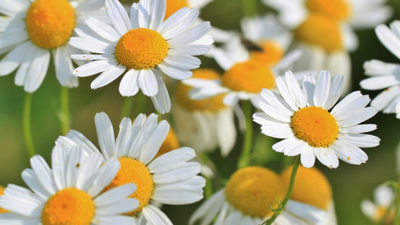 Roman Chamomile Essential Oil