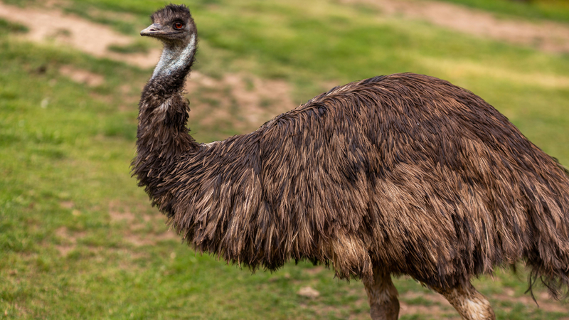 Emu Oil