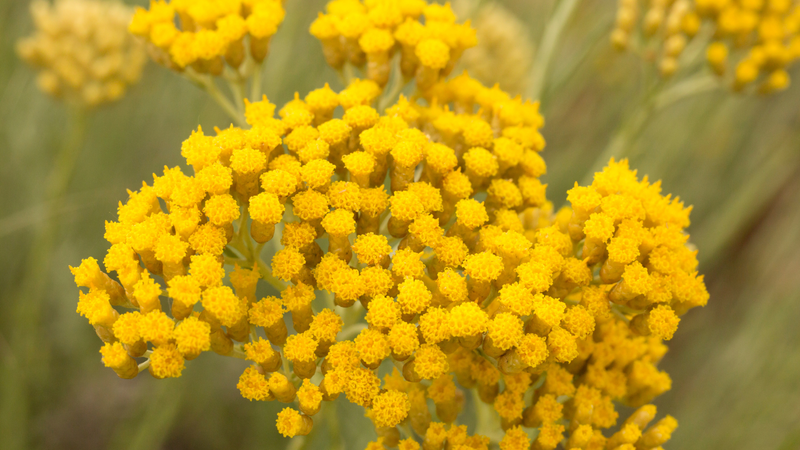 Helichrysum Italicum Essential Oil