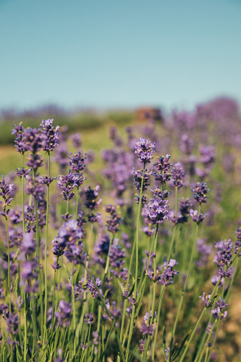 Lavender Essential Oil